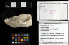 Foto (Objekt + Etiketten) von Goniodromites sp. 